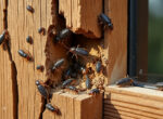 découvrez tout sur les termites du bois : définition, caractéristiques et impact sur vos constructions. protégez efficacement votre habitat contre ces nuisibles.